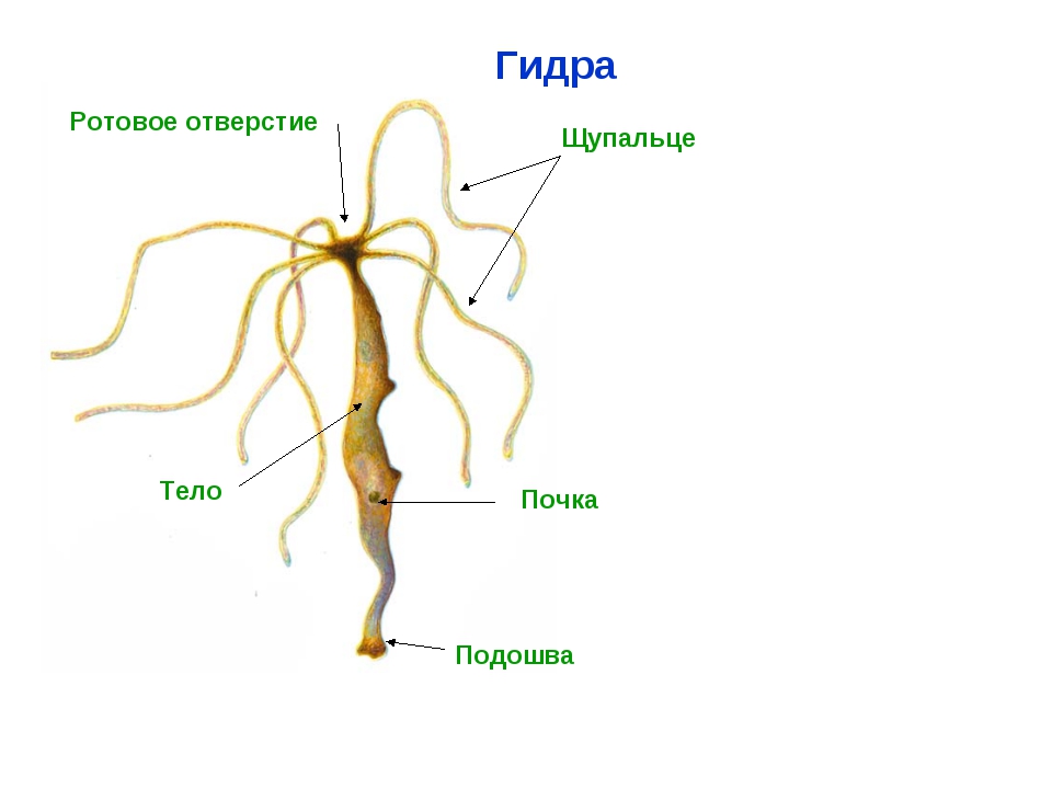Кракен через тор браузер